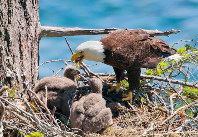 This is a color photo of a mother eagle feeding her young. The babies do not get white head feathers until they are older so both eaglets are all brown.