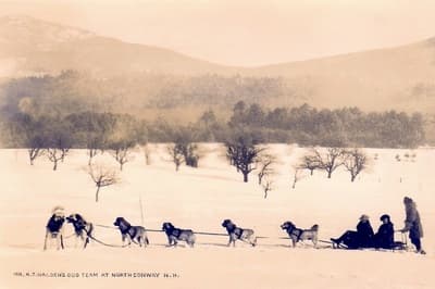 A wintry photograph of a sled dog team harnessed and ready to go. The photo might be from New Hampshire rather than Alaska.  Six dogs in harness