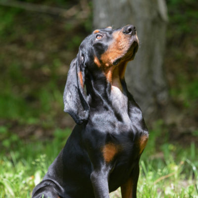 Dogs Make News