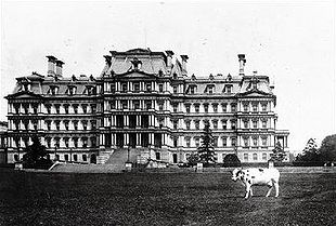 Black-and-white photo of a large, ornate building with multiple windows and chimneys. Taft’s cow stands alone on the grassy lawn in front of the building.