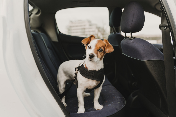 Why the safety-focused Tucker didn't have seat belts - Indie Auto