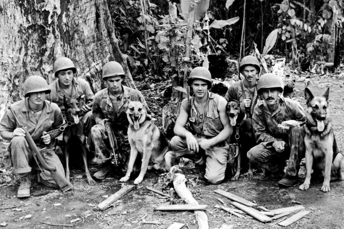 were dogs used in ww2