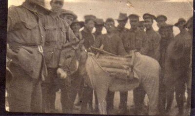 Soldiers surround a donkey being outfittted for war.