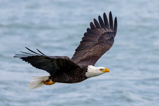 An eagle in flight against the background of a body of water. Photo from istockphoto.com