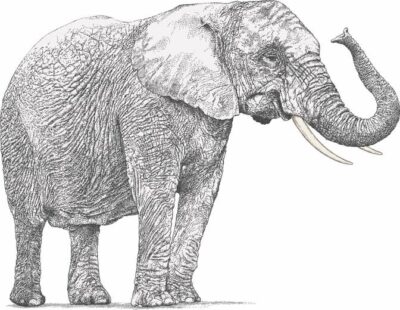 This is an illustration of an elepant. It is not any particular elephant however.