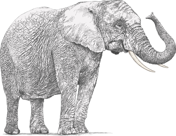 first elephant