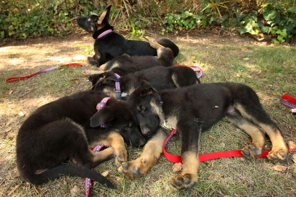 Commercial Dog Cloning Service Duplicates Five Puppies from 9/11 Hero Dog