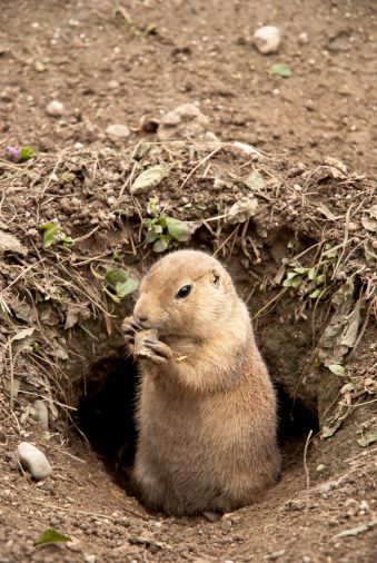 Groundhog Day: A Long Tradition - America Comes Alive