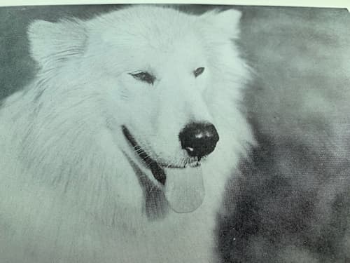 Polaris was a beautiful white dog