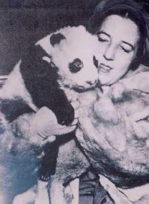 Ruth Harkness wearing a fur coat holds the good-sized baby panda close as photographers descend upon her.  