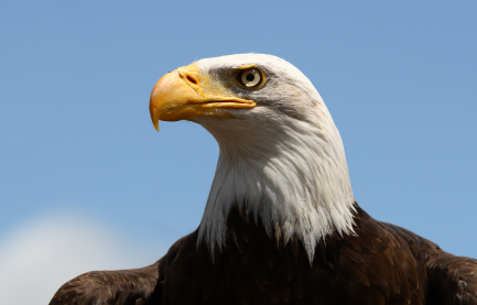 The Bald Eagle: Our National Bird - America Comes Alive