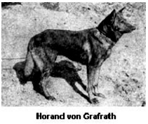 German shepherd