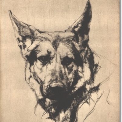 smart German Shepherd