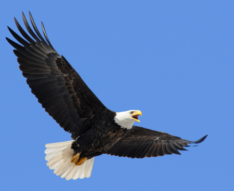 american bald eagle bird