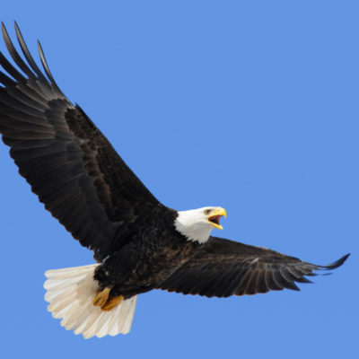 A bald eagle in flight