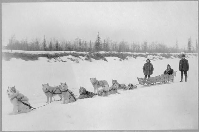 working dogs, sled dogs
