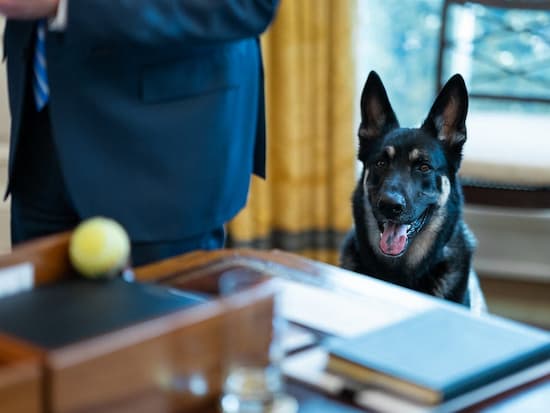 Major, the younger Biden dog, hoping for a tennis ball