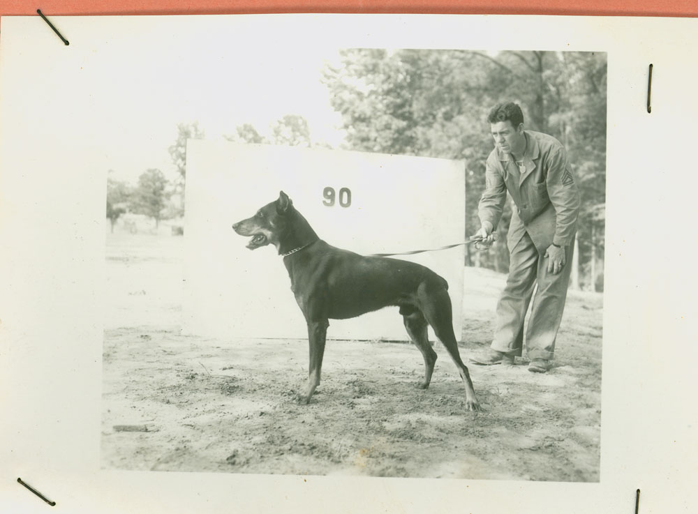 U.S. War Dogs in the Pacific Theater - America Comes Alive