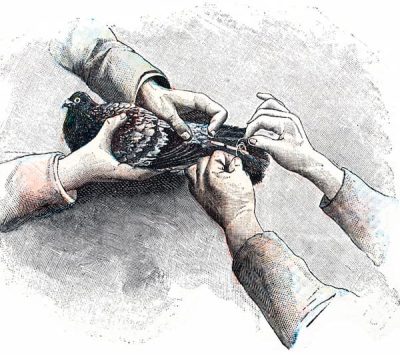 This is an illustration of two people attaching a message to a tail feather.  One person  holds the bird while someone else ties on the message.