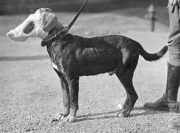 what were dogs used for in ww1