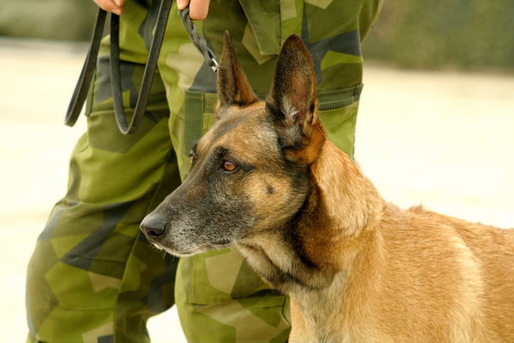 Major Cuteness': Puppy named in honor of Army Veteran and former