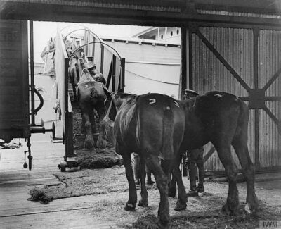 Horses being loaded on a ship for transport to Europe.