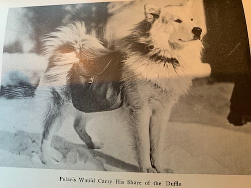 Polaris, Peary Sledge Dog Descendant - America Comes Alive