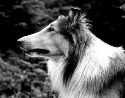 A press photo of Lassie, played by Pal. His head is shown in profile. His coat is long and thick.