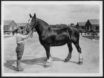 An officer holds a horse by the bridle. The animal is good-sized an may be on the way back to battle.