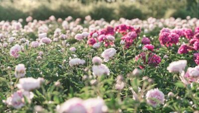 a stock photo of a field of pink peonies, photographer shmatomva