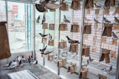This is a color photo showing about 15 cages and many more pigeons. They are in an enclosure so they can leave their cages.