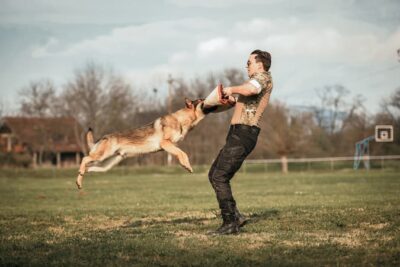 A modern day police trainer uses a heavily padded arm cover to train the German shepherd he is teaching to bring down a criminal.