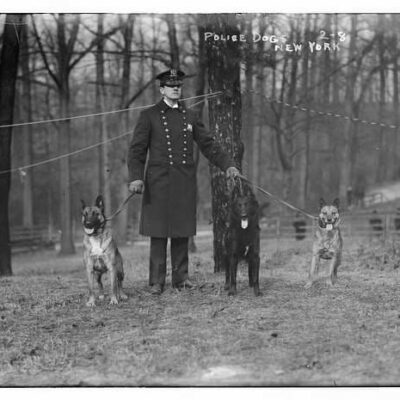 The first police dogs in the U.S.