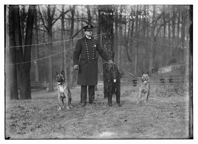 This is an amazing black-and-white photograph of 3 of the original police dogs. Two are Belgian shepherds; one is the Groenendael. The uniformed policeman stands erectly holding all 3 leashes. They may be in Washington Park as it is a wooded area. 