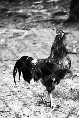Black-and-white photograph of a rooster that truly looks like a barnyard fowl. Nothing fancy about him. istockphoto