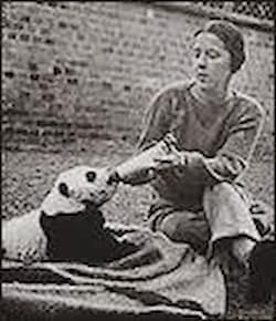 Ruth Harkness bottle-feeding the baby panda outdoors. Both of them are sitting on a blanket in an open area.