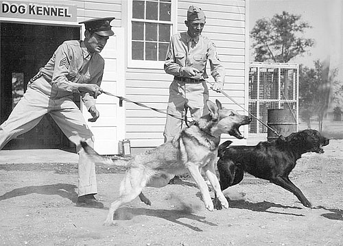 were dogs used in ww2