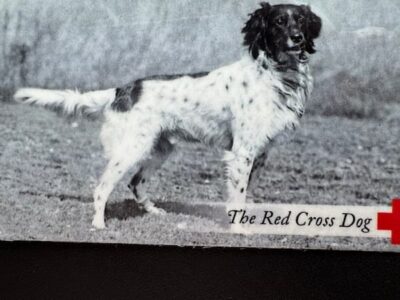 A black and white photo of a dog with a white coat and dark spots standing outdoors. Text reads The Red Cross Dog with a red cross symbol in the corner, featuring Dog Dave—beloved by many, much like Annie Oakley’s loyal companions.