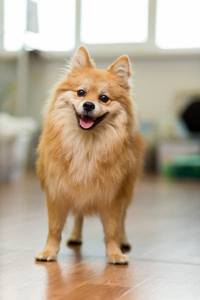 A stock photo of a Spitz dog--small, long-haired and friendly-looking.