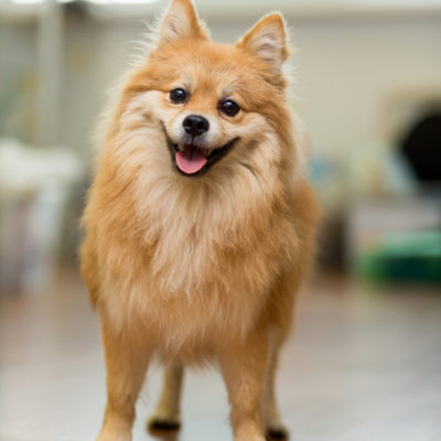 dog Frank Lloyd Wright doghouse