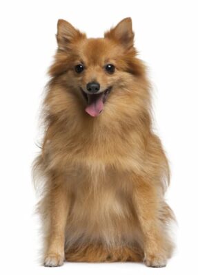 Another image of a hairy Spitz dog.
