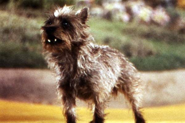 An action shot of Toto from The Wizard of Oz. The dog is poised to bark at something that must be coming toward him/her. Toto is played a female dog originally named Terry.
