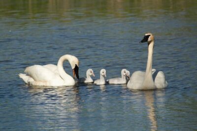 Three cygnets with a mother and father Trumpeter swan. They have black bills and are swimming along with their offspring,