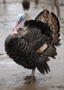 A proud brown turkey standing alone