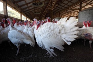 turkey farm